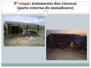 8ª etapa: tratamento das vísceras
 (parte externa do matadouro)
 