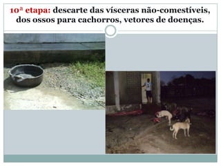 10ª etapa: descarte das vísceras não-comestíveis,
 dos ossos para cachorros, vetores de doenças.
 