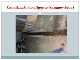 Canalização do efluente (sangue+água)
 