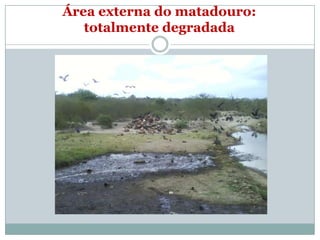 Área externa do matadouro:
   totalmente degradada
 