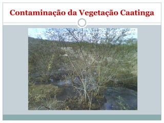 Contaminação da Vegetação Caatinga
 