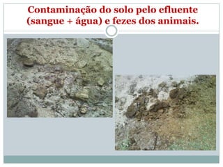 Contaminação do solo pelo efluente
(sangue + água) e fezes dos animais.
 