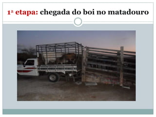 1ª etapa: chegada do boi no matadouro
 