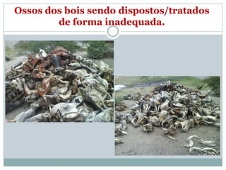 Ossos dos bois sendo dispostos/tratados
        de forma inadequada.
 