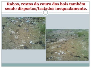 Rabos, restos do couro dos bois também
sendo dispostos/tratados inequadamente.
 