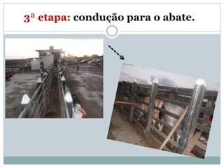 3ª etapa: condução para o abate.
 