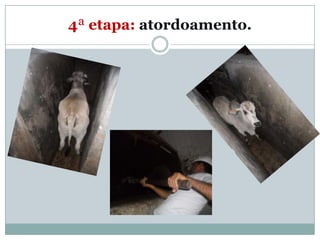 4ª etapa: atordoamento.
 