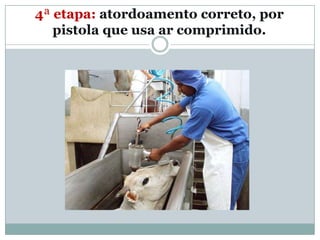 4ª etapa: atordoamento correto, por
   pistola que usa ar comprimido.
 