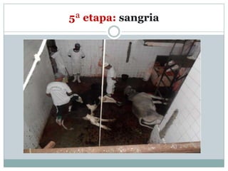 5ª etapa: sangria
 