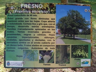 Mataleñas - 1º EP - Octubre 2015
 