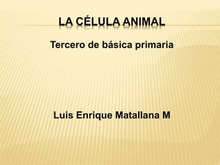 LA CÉLULA ANIMAL
Tercero de básica primaria
Luis Enrique Matallana M
 