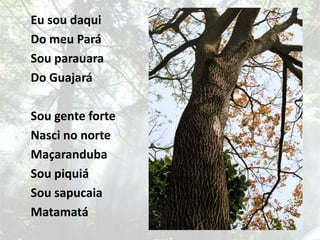 Eu sou daquiDo meu ParáSou parauaraDo Guajará Sou gente forteNasci no norteMaçarandubaSou piquiáSou sapucaiaMatamatá
