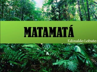 Matamatá
