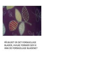 PÅ BILDET ER DET FORSKJELLIGE BLADER, HVILKE FORMER SER VI INNI DE FORSKJELLIGE BLADENE?