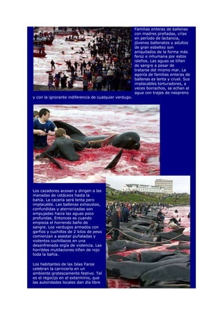 Familias enteras de ballenas
con madres preñadas, crías
en período de lactancia,
jóvenes ballenatos y adultos
de gran esbeltez son
aniquilados de la forma más
feroz e inhumana por estos
isleños. Las aguas se tiñen
de sangre a pesar de
tratarse del mismo mar. La
agonía de familias enteras de
ballenas es lenta y cruel. Sus
implacables torturadores, a
veces borrachos, se echan al
agua con trajes de neopreno
y con la ignorante indiferencia de cualquier verdugo.
Los cazadores acosan y dirigen a las
manadas de cetáceos hasta la
bahía. La cacería será lenta pero
implacable. Las ballenas exhaustas,
confundidas y aterrorizadas son
empujadas hacia las aguas poco
profundas. Entonces es cuando
empieza el horrendo baño de
sangre. Los verdugos armados con
garfios y cuchillos de 2 kilos de peso
comienzan a asestar puñaladas y
violentos cuchillazos en una
desenfrenada orgía de violencia. Las
horribles mutilaciones tiñen de rojo
toda la bahía.
Los habitantes de las Islas Faroe
celebran la carnicería en un
ambiente grotescamente festivo. Tal
es el regocijo en el exterminio, que
las autoridades locales dan día libre
 