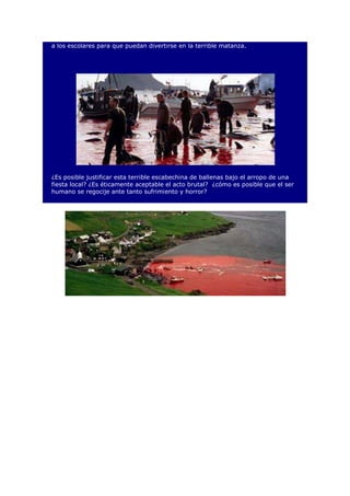 a los escolares para que puedan divertirse en la terrible matanza.
¿Es posible justificar esta terrible escabechina de ballenas bajo el arropo de una
fiesta local? ¿Es éticamente aceptable el acto brutal? ¿cómo es posible que el ser
humano se regocije ante tanto sufrimiento y horror?
 