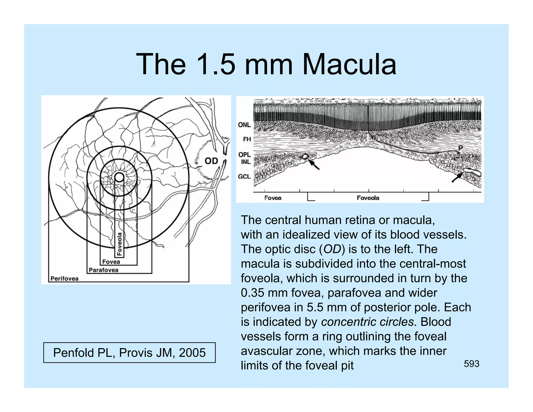 The 1.5 mm Macula

Penfold PL, Provis JM, 2005

The central human retina or macula,
with an idealized view of its bl d vessels.
ith
id li d i
f it blood
l
The optic disc (OD) is to the left. The
macula is subdivided into the central-most
foveola, which is surrounded in turn by the
,
y
0.35 mm fovea, parafovea and wider
perifovea in 5.5 mm of posterior pole. Each
is indicated by concentric circles. Blood
vessels form a ring outlining the foveal
avascular zone, which marks the inner
593
limits of the foveal pit

 