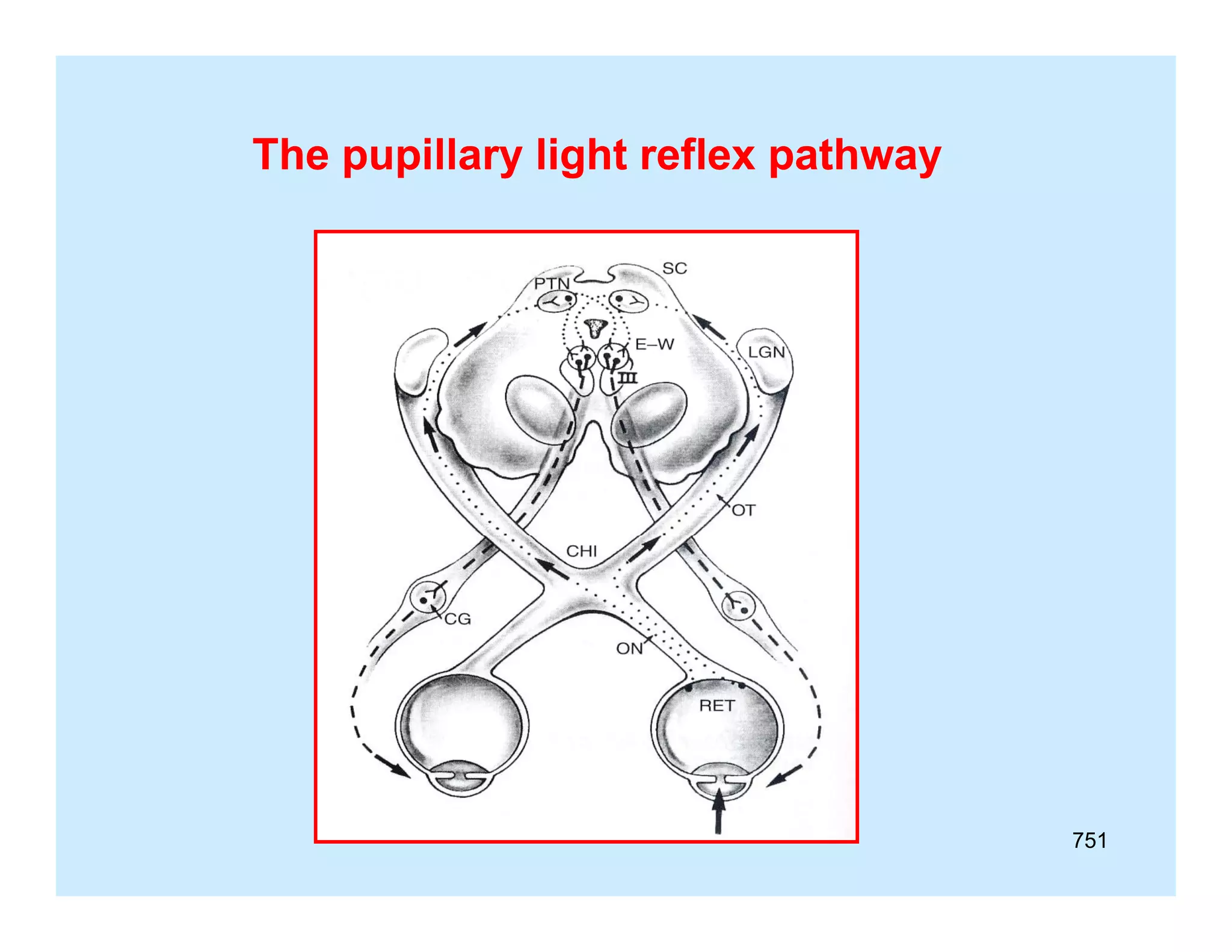The pupillary light reflex pathway
p p
y g
p
y

751

 