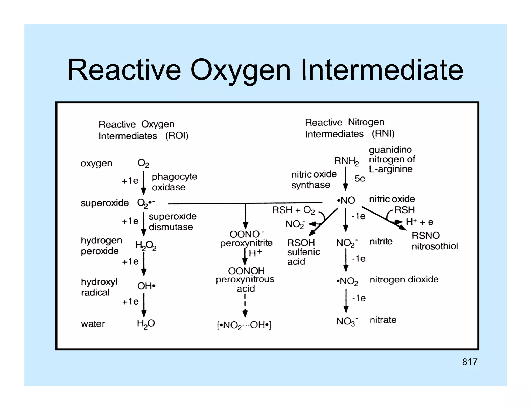 Reactive Oxygen Intermediate

817

 