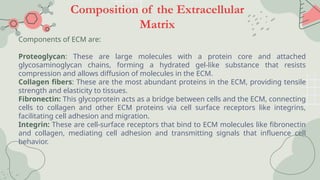 Composition of the Extracellular Matrix powerpoint presentation | PPTX