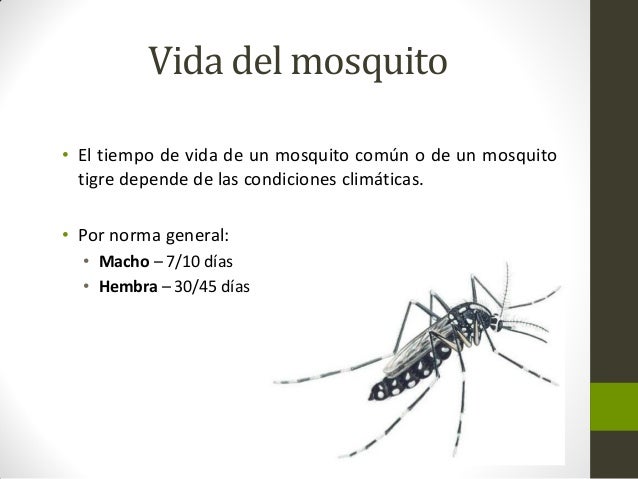 Tiempo De Vida De Un Mosquito