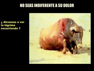 NO SEAS INDIFERENTE A SU DOLOR
¿ Alcanzas a ver
la lágrima
escurriendo ?
 