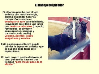 El trabajo del picador
Si el torero percibe que el toro
embiste con mucha energía,
ordena al picador hacer su
trabajo: Consistente en
desangrar al toro para debilitarlo,
clavándole en el lomo una lanza
que destroza músculos (trapecio,
romboideo, espinoso y
semiespinoso, serratos y
transversos de cuello)
Lesiona, además, vasos
sanguíneos y nervios.
Esto es para que el torero pueda
brindar la expresión artística que
se supone debe tener este
espectáculo.
Un solo puyazo podría destrozar al
toro, por eso se hace en tres
tiempos “para mayor goce de la
afición.”
 