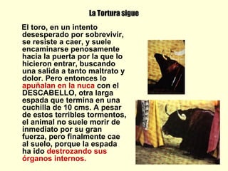 La Tortura sigue
El toro, en un intento
desesperado por sobrevivir,
se resiste a caer, y suele
encaminarse penosamente
hacia la puerta por la que lo
hicieron entrar, buscando
una salida a tanto maltrato y
dolor. Pero entonces lo
apuñalan en la nuca con el
DESCABELLO, otra larga
espada que termina en una
cuchilla de 10 cms. A pesar
de estos terribles tormentos,
el animal no suele morir de
inmediato por su gran
fuerza, pero finalmente cae
al suelo, porque la espada
ha ido destrozando sus
órganos internos.
 