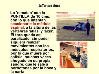 La Tortura sigue
Lo 'rematan' con la
PUNTILLA de 10 cms.
con lo que intentan
seccionarle la médula
espinal, a la altura de las
vértebras 'atlas' y 'axis'.
El toro queda así
paralizado, sin poder
siquiera realizar
movimientos con los
músculos respiratorios,
por lo que muere por
asfixia, muchas veces
ahogado en su propia
sangre, que le sale a
borbotones por la boca y
la nariz.
 