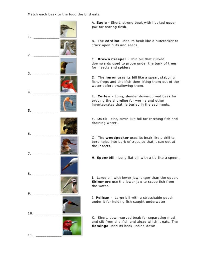 Match each beak to the food the bird eats - exercise