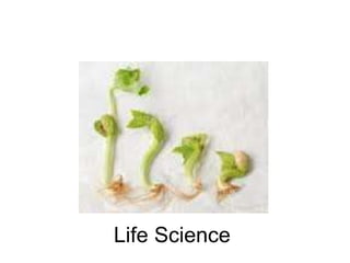 Life Science 