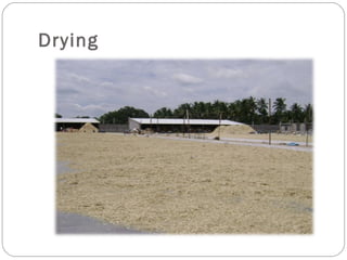 Drying
 
