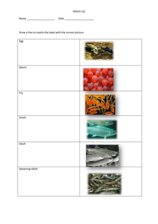 Match Up
Name ___________________ Date ____________________
Draw a line to match the label with the correct picture.
Egg
Alevin
Fry
Smolt
Adult
Spawning Adult
 