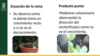 Ecuación de la recta

Producto punto

• Se observa como
la planta toma un
crecimiento recto
o si se ve el
decrecimiento.

•Podemos relacionarla
observando la
dirección del
vector(hojas) como se
ve el crecimiento.

 
