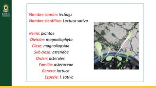 Nombre común: lechuga
Nombre científico: Lactuca sativa
Reino: plantae
División: magnoliophyta
Clase: magnoliopsida
Sub clase: asteridae
Orden: asterales
Familia: asteraceae
Genero: lactuca
Especie: l. sativa

 