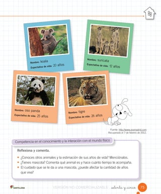 _setenta y _cinco
Reflexiona y comenta.
• ¿Conoces otros animales y la estimación de sus años de vida? Menciónalos.
• ¿Tienes mascota? Comenta qué animal es y hace cuánto tiempo te acompaña.
• El cuidado que se le da a una mascota, ¿puede afectar la cantidad de años
que viva?
Competencia en el conocimiento y la interación con el mundo físico
Fuente: http://www.zoomadrid.com
Recuperado el 7 de febrero de 2012.
Nombre: suricata
Expectativa de vida: 12 años
Nombre: koala
Expectativa de vida: 20 años
Nombre: tigre
Expectativa de vida: 26 años
Nombre: oso panda
Expectativa de vida: 25 años
75VERSIÓNVERSIÓNVERSIÓNVERSIÓNVERSIÓN NONONO COMERCIALIZABLECOMERCIALIZABLECOMERCIALIZABLECOMERCIALIZABLECOMERCIALIZABLECOMERCIALIZABLECOMERCIALIZABLECOMERCIALIZABLECOMERCIALIZABLE
 