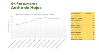 Gráfico número 2
Ancho de Hojas
0.0
0.5
1.0
1.5
2.0
2.5
3.0
3.5
4.0
ANCHODEHOJAENCM
Relación semanal con respecto al ancho de hoja
Número de Semanas PROMEDIO
semana 1/10-16 Marzo 2.5
semana 2/ 17- 23 Marzo 2.6
semana 3/24-30 Marzo 2.9
semana 4/31 -6 Abril 3.0
semana 5/7-13 Abril 3.6
semana 6/14-20 Abril 3.6
semana 7/ 21-27 Abril 3.8
semana 8/28-4 Mayo 3.6
semana 9/5-11 Mayo 3.6
semana 10/12-18 Mayo 3.7
semana 11/19- 25 Mayo 3.7
 