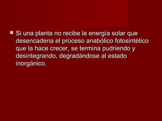    Si una planta no recibe la energía solar que
    desencadena el proceso anabólico fotosintético
    que la hace crecer, se termina pudriendo y
    desintegrando, degradándose al estado
    inorgánico.
 