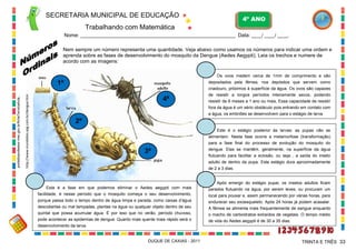 SECRETARIA MUNICIPAL DE EDUCAÇÃO

4º ANO

Trabalhando com Matemática
Nome: ___________________________________________________________ Data: ____/ ____/ ____.
Nem sempre um número representa uma quantidade. Veja abaixo como usamos os números para indicar uma ordem e
aprenda sobre as fases de desenvolvimento do mosquito da Dengue (Aedes Aegypti). Leia os trechos e numere de
acordo com as imagens:
Os ovos medem cerca de 1mm de comprimento e são

1ª

depositados pela fêmea, nos depósitos que servem como

http://www.mundobio.xpg.com.br/dengue.htm

portaldoprofessor.mec.gov.br/fichaTecnicaAula...

criadouro, próximos à superfície da água. Os ovos são capazes

4ª

de resistir a longos períodos inteiramente secos, podendo
resistir de 6 meses a 1 ano ou mais. Essa capacidade de resistir
fora da água é um sério obstáculo pois entrando em contato com
a água, os embriões se desenvolvem para o estágio de larva.

2ª
Este é o estágio posterior às larvas: as pupas não se
alimentam. Nesta fase ocorre a metamorfose (transformação)
para a fase final do processo de evolução do mosquito do

3ª

dengue. Elas se mantêm, geralmente, na superfície da água
flutuando para facilitar a eclosão, ou seja , a saída do inseto
adulto de dentro da pupa. Este estágio dura aproximadamente
de 2 a 3 dias.

Após emergir do estágio pupal, os insetos adultos ficam
Esta é a fase em que podemos eliminar o Aedes aegypti com mais

parados flutuando na água, por serem leves, ou procuram um

facilidade, é nesse período que o mosquito começa o seu desenvolvimento,

local para pousar e, assim permanecendo por várias horas, para

porque passa todo o tempo dentro de água limpa e parada, como caixas d’água

endurecer seu exoesqueleto. Após 24 horas já podem acasalar.

descobertas ou mal tampadas, plantas na água ou qualquer objeto dentro de seu

A fêmea se alimenta mais frequentemente de sangue enquanto

quintal que possa acumular água. É por isso que no verão, período chuvoso,

o macho de carboidratos extraídos de vegetais. O tempo médio

pode acontecer as epidemias de dengue. Quanto mais quente mais rápido será o

de vida do Aedes aegypti é de 30 a 35 dias.

desenvolvimento da larva.

DUQUE DE CAXIAS - 2011

TRINTA E TRÊS 33

 