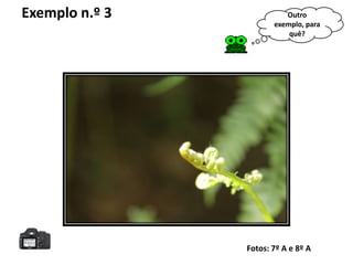 Exemplo n.º 3             Outro
                       exemplo, para
                           quê?




                Fotos: 7º A e 8º A
 