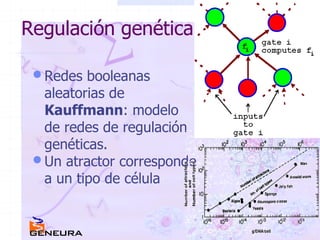 Regulación genética Redes booleanas aleatorias de  Kauffmann : modelo de redes de regulación genéticas. Un atractor corresponde a un tipo de célula 