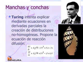 Manchas y conchas Turing  intenta explicar mediante ecuaciones en derivadas parciales la creación de distribuciones no-homogéneas. Propone la ecuación de reacción difusión: 