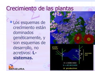 Crecimiento de las plantas Los esquemas de crecimiento están dominados genéticamente, y son esquemas de desarrollo, no acretivos:  L-sistemas. 
