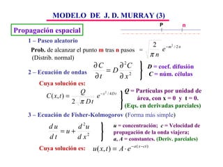 Propagación espacial MODELO  DE  J. D. MURRAY (3) 1 – Paseo aleatorio Prob.  de alcanzar el punto  m  tras  n  pasos  =  (Distrib. normal) 2 – Ecuación de ondas D  = coef. difusión C  = núm. células Cuya solución es: Q  = Partículas por unidad de área, con  x  = 0  y  t  = 0. (Eqs. en derivadas parciales) 3 – Ecuación de Fisher-Kolmogorov ( Forma más simple ) Cuya solución es: u   = concentración;  c   = Velocidad de  propagación de la onda viajera;  a ,  A  = constantes.  (Deriv. parciales) P m 