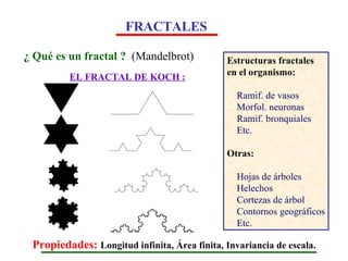 ¿ Qué es un fractal ?   (Mandelbrot) EL FRACTAL DE KOCH : Estructuras fractales en el organismo: Ramif. de vasos Morfol. neuronas Ramif. bronquiales Etc. Otras: Hojas de árboles Helechos Cortezas de árbol Contornos geográficos Etc. FRACTALES Propiedades:  Longitud infinita, Área finita, Invariancia de escala. 