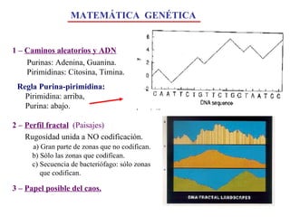 MATEMÁTICA  GENÉTICA 1 –  Caminos aleatorios y ADN Purinas: Adenina, Guanina. Pirimidinas: Citosina, Timina. Regla Purina-pirimidina: Pirimidina: arriba, Purina: abajo. 3 –  Papel posible del caos. 2 –  Perfil fractal   (Paisajes) Rugosidad unida a NO codificación. a) Gran parte de zonas que no codifican. b) Sólo las zonas que codifican. c) Secuencia de bacteriófago: sólo zonas que codifican. 