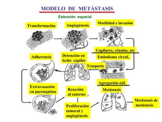 Transformación Angiogénesis Motilidad e invasión Embolismo   circul . Adherencia Detención en  lecho  capilar Extravasación en parenquima Reacción  al entorno Proliferación tumoral y  angiogénesis Trasporte Agregación  cel. Metástasis Metástasis de metástasis Capilares, vénulas, etc Extensión  espacial                                                                                                                                                      MODELO  DE  METÁSTASIS 