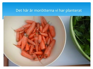 Det här är morötterna vi har planterat
 