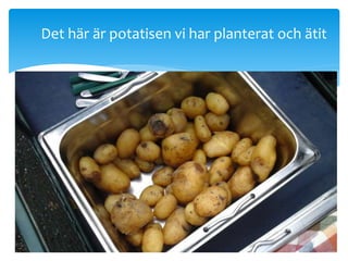 Det här är potatisen vi har planterat och ätit
 