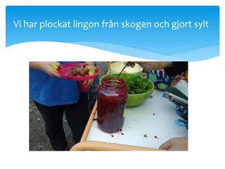 Vi har plockat lingon från skogen och gjort sylt
 